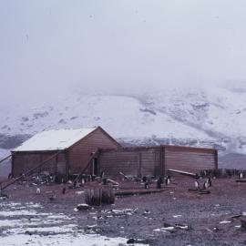 Borchgrevink Huts Surrounded by Penguins
