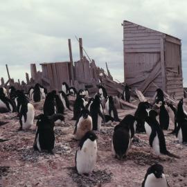 Porch of Campbell Hut - 1911
