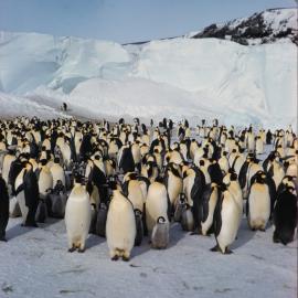 Emperor Penguins at Cape Crozier