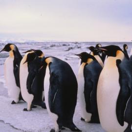 Emperor Penguins