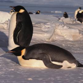 Emperor Penguins