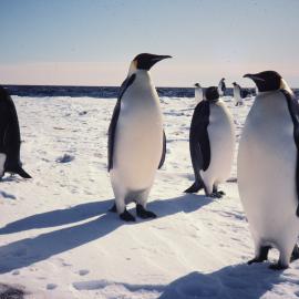 Emperor Penguins