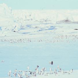 Emperor Penguin Colony at Cape Crozier