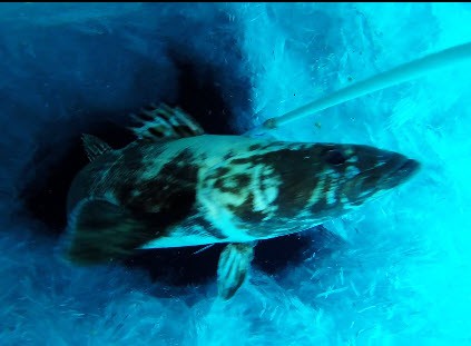 K070 - Whales, seals and penguins: Defining functional roles and trophic dependencies of key top predators in the Ross Sea