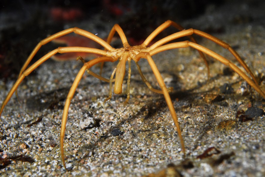 K082 - Structure and Function of Ross Sea Coastal Marine Ecosystems