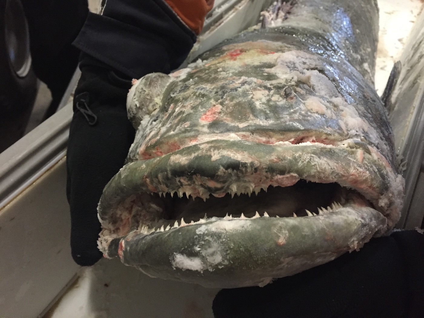 Toothfish that was caught