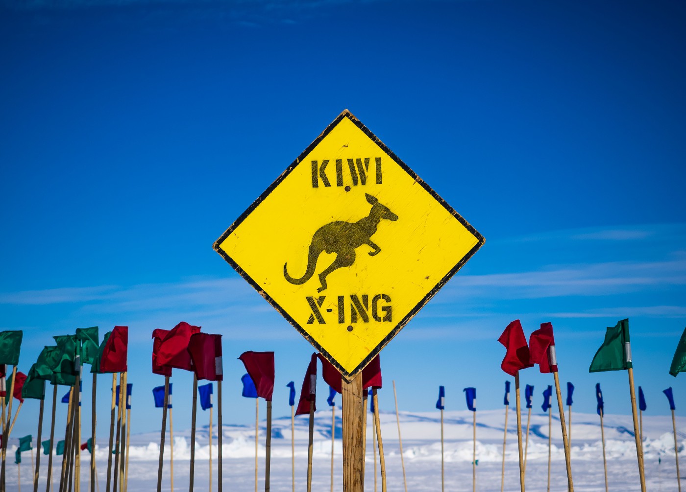 Kiwi crossing