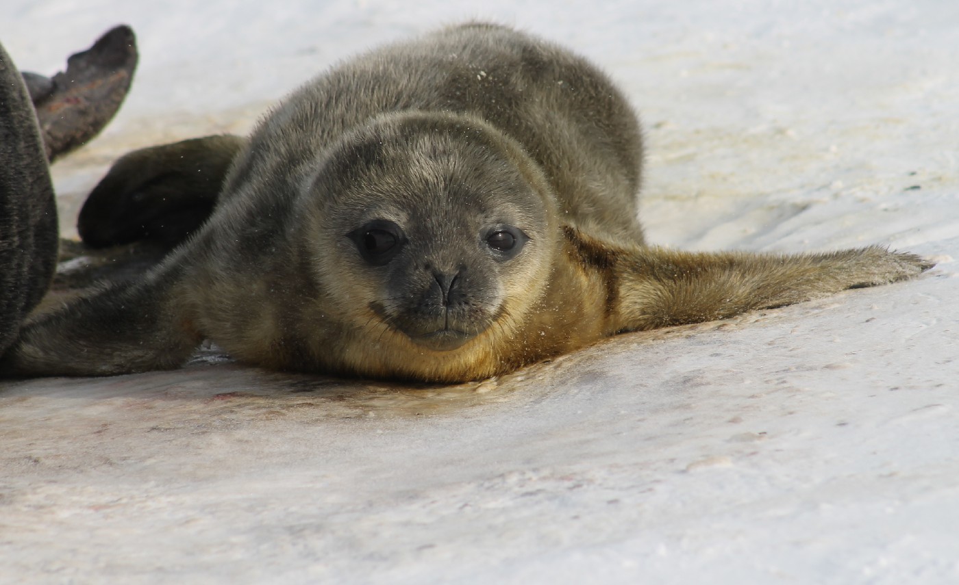 Seal pup