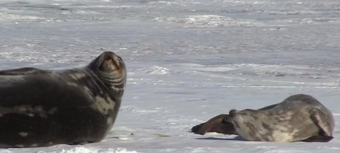 LEARNZ 2017 Now your turn to become a scientist